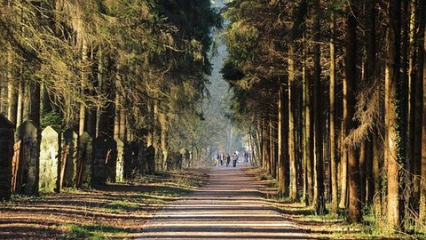 Wann die Versicherung einen Wildschaden nicht zahlen muss | Auto & Verkehr
