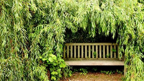 Herbstschnitt für die Hecke - ARAG Experte Tobias Klingelhöfer zu Rechten und Pflichten im Garten