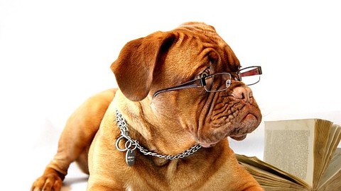 Kein Unfallversicherungsschutz bei Sturz über Hundeleine im Betrieb