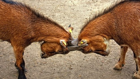 Zoff um Altverträge: VSV will gegen Swiss Life vorgehen
