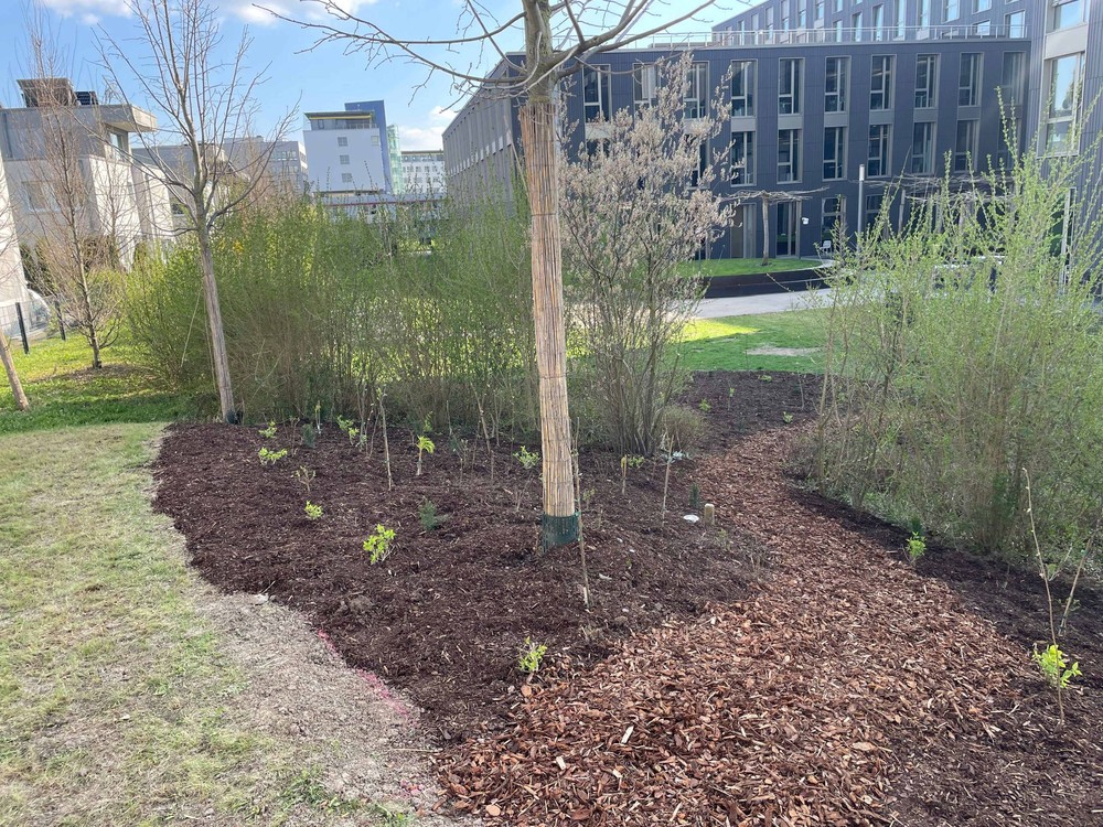 Nachhaltigkeit als gelebte Verantwortung: SDK setzt mit Miniaturwald ein Zeichen für die Zukunft